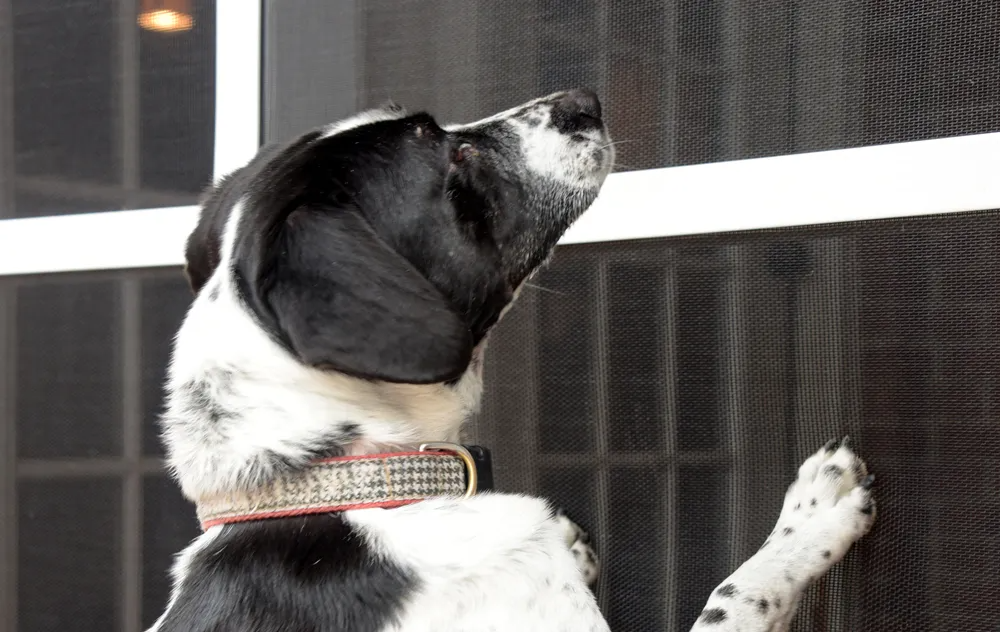 PetScreen